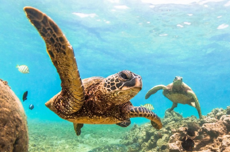 underwater photography workshop-mexico -  Incredible journey - https://habibi-world-travel-agency.com/